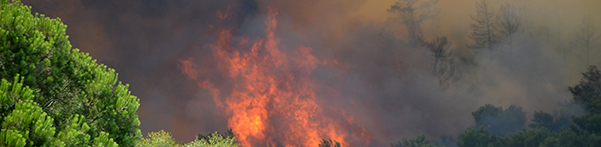 fire burning trees
